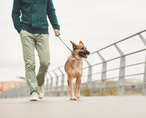 dog clicker training