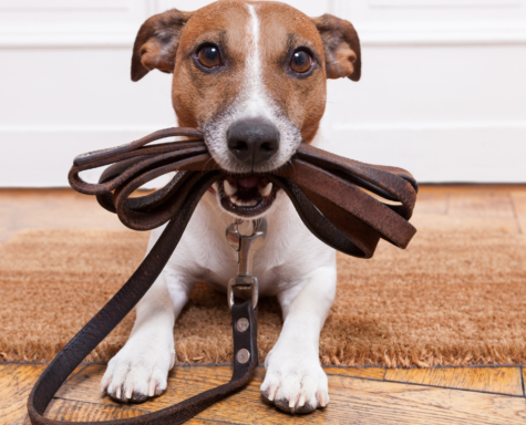 dog obedience training