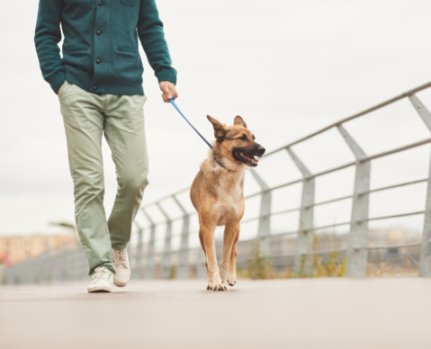 dog clicker training