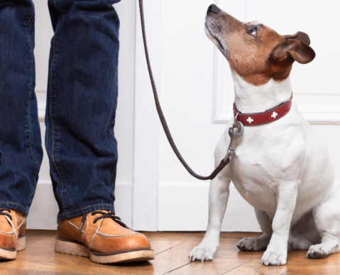 dog training near me