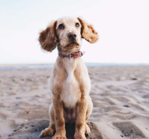 dog trainer massachusetts