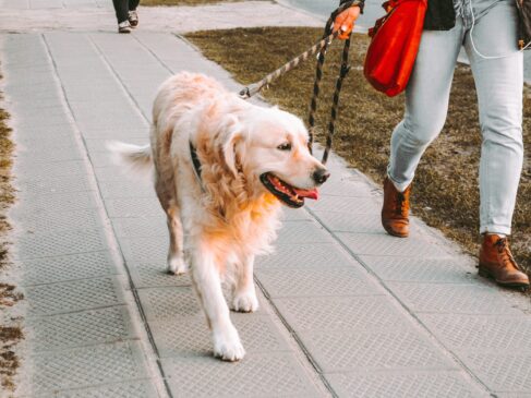 dog training near me