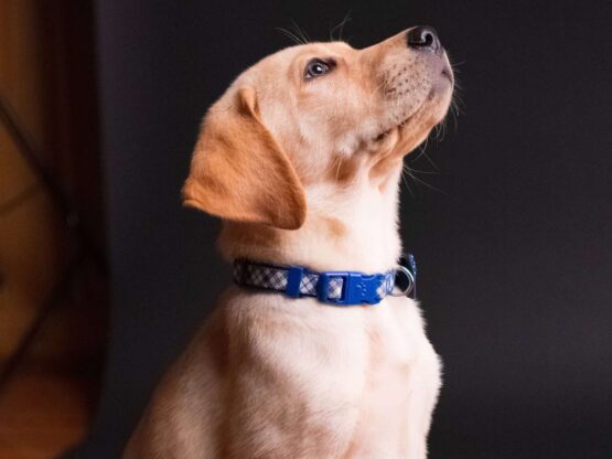puppy obedience training