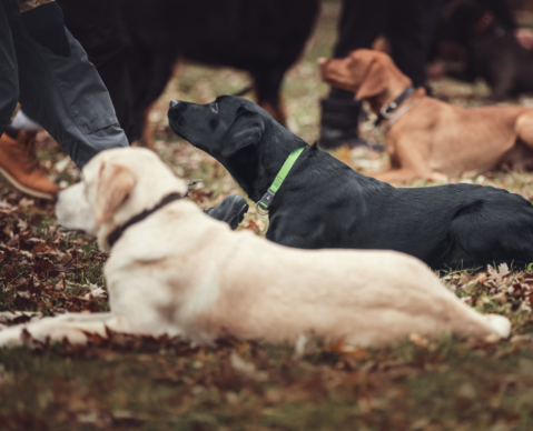 dog training classes dog training school