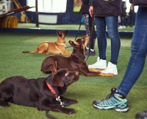 dog training cape cod