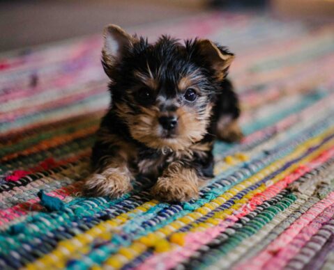 puppy training puppy training near me