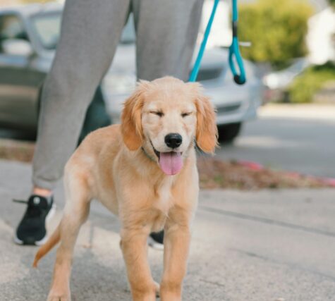 dog training near me dog training