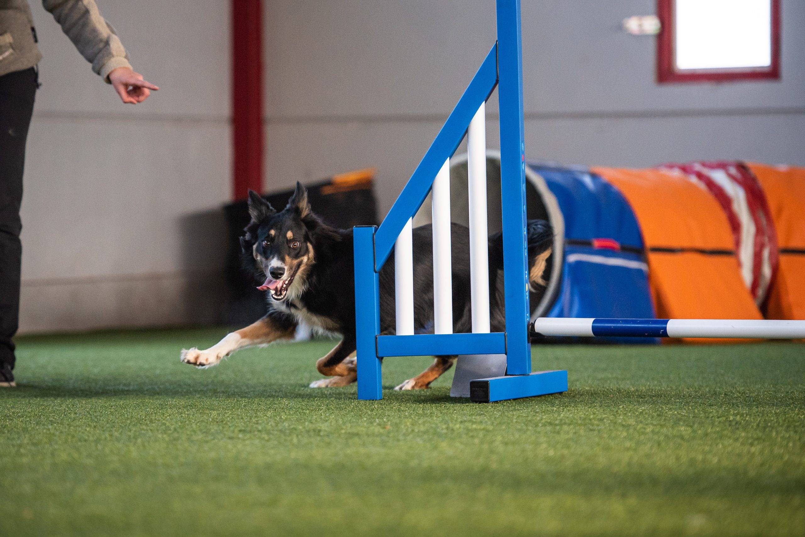 Agility Training for Senior Dogs: Adjusting the Course for Aging Canines 