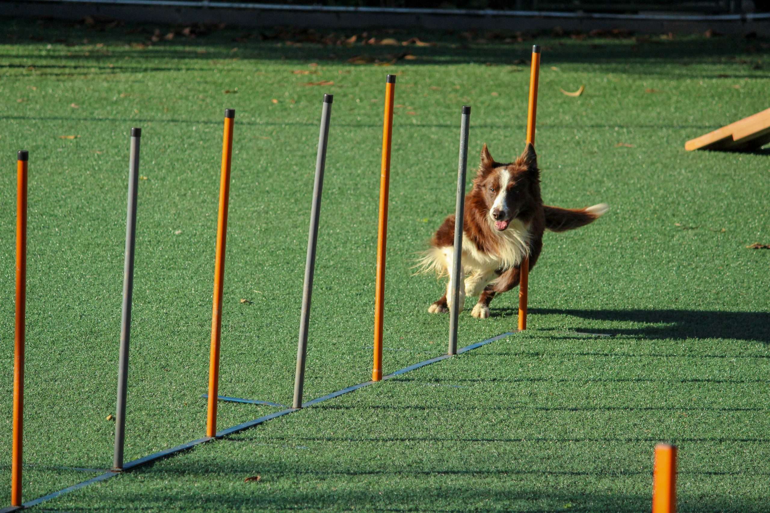 dog-agility-training-a-fun-and-challenging-activity-for-your-furry-friend