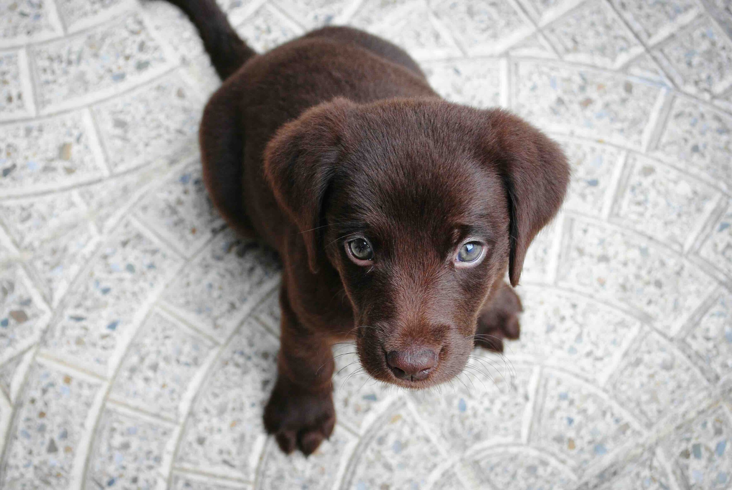 puppy training