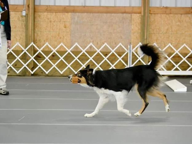 Competition Obedience: A Fun And Challenging Way To Train Your Dog ...