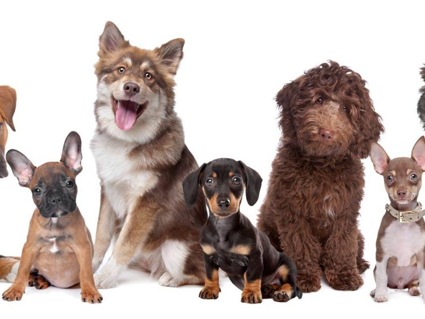 The Top 10 Most Intelligent Dog Breeds