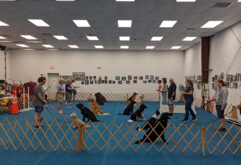 competition obedience