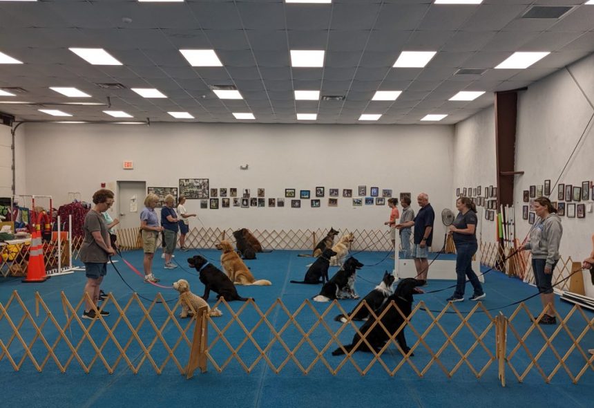 Dog Training Classes For Competition Obedience