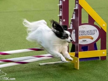 dog agility
