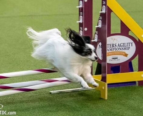 dog agility