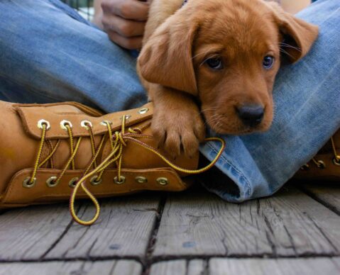 puppy training tips