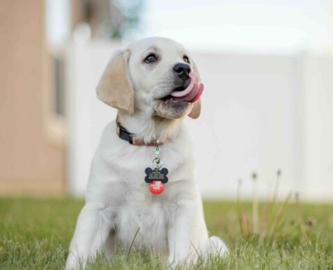 puppy training classes near me