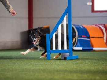dog agility near me