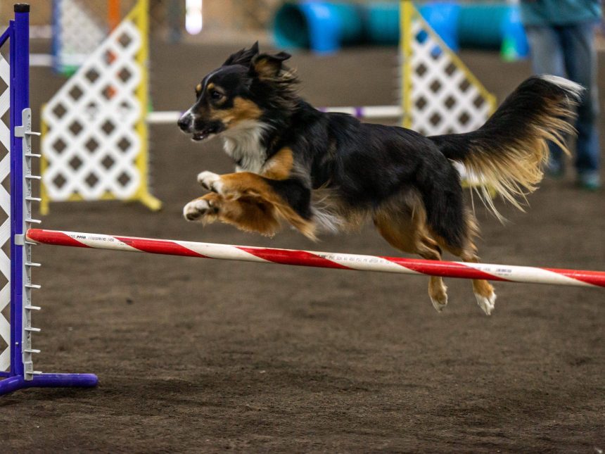 Dog Agility Cape Cod Dog Agility Course Agility Dog Training