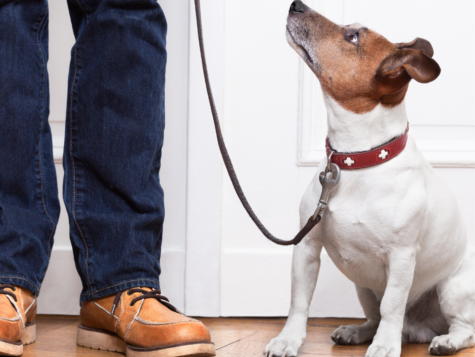 dog training near me