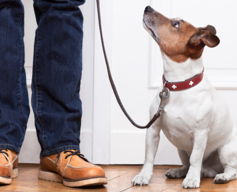 basic dog training dog training near me