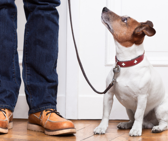 basic dog training dog training near me