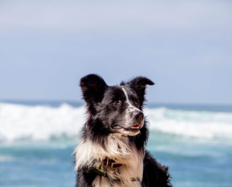 best dog school on cape cod