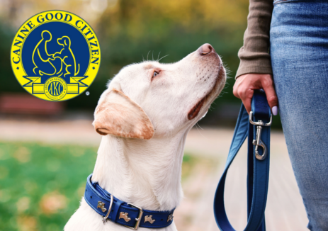 canine good citizen canine good citizen training near me