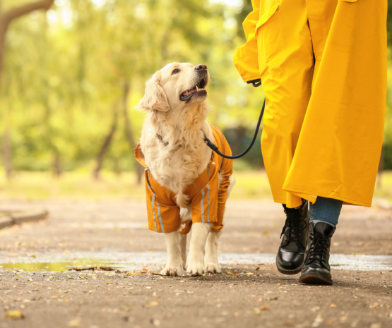 benefits of canine good citizen certification