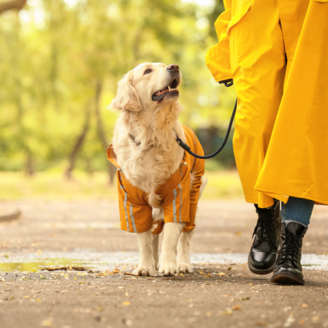 benefits of canine good citizen certification