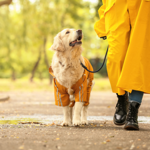 canine good citizen benefits benefits of canine good citizen certification