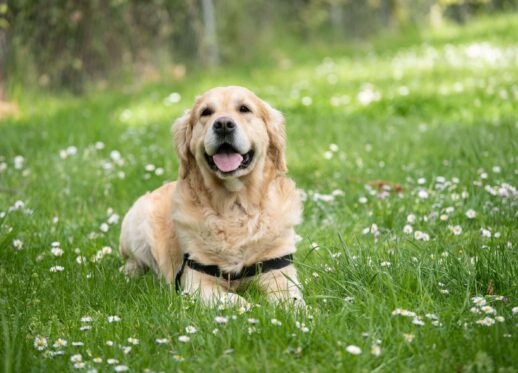 canine good citizen classes near me