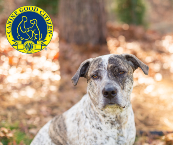 canine good citizen training near me canine good citizen requirements