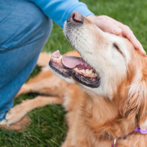 good citizen dog