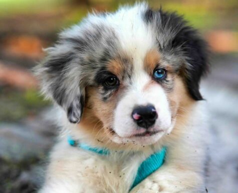 crate training a puppy