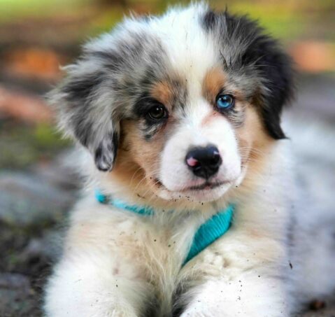 crate training a puppy