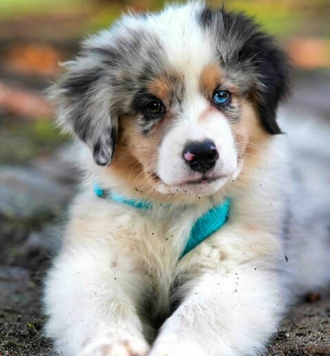 crate training a puppy