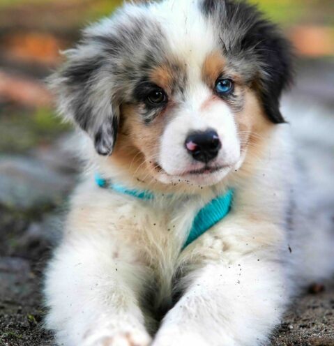 crate training a puppy