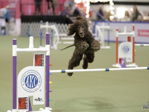 dog agility equipment