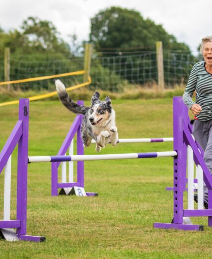 agility classes Plymouth