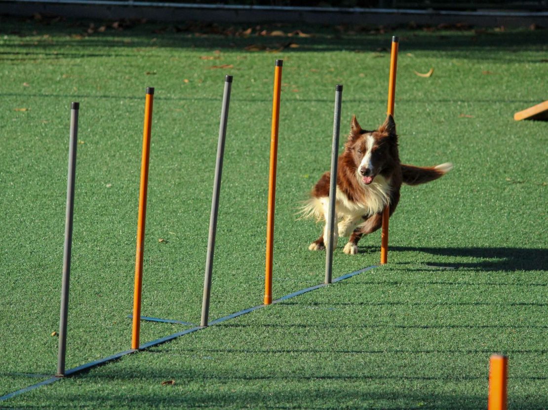 Dog Agility Training A Fun and Challenging Activity for Your Furry Friend