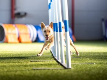 agility