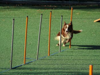 dog agility training