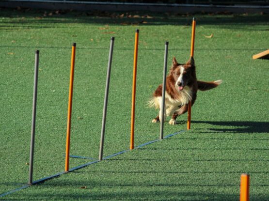 dog agility training