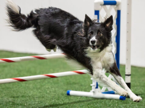 advanced dog agility training