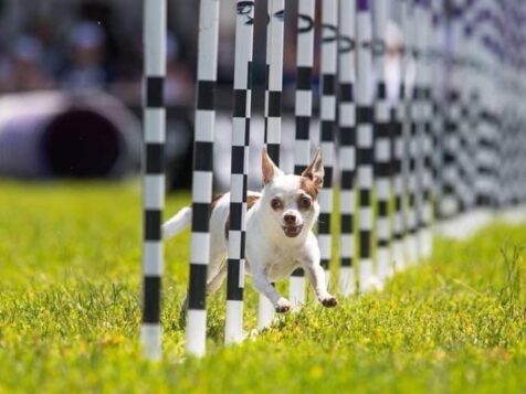 dog agility courses