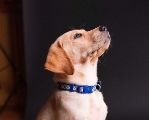 puppy obedience training
