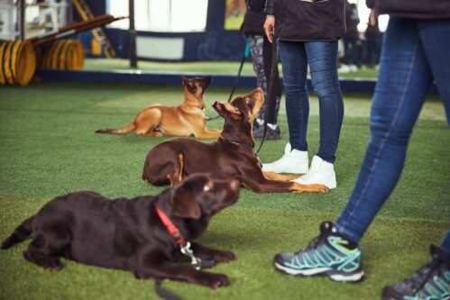 dog training cape cod