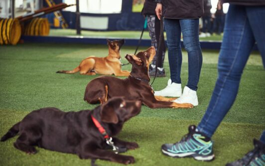 dog training cape cod